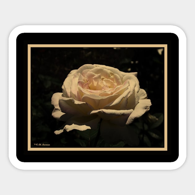 Sepia Rose Sticker by csturman